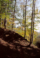 Las bukowy - fot. Igor Witowicz