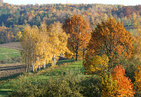 Las w Kielnarowej - fot. z archiwum Urzędu Miejskiego