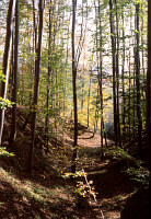 Las bukowy fot. Igor Witowicz